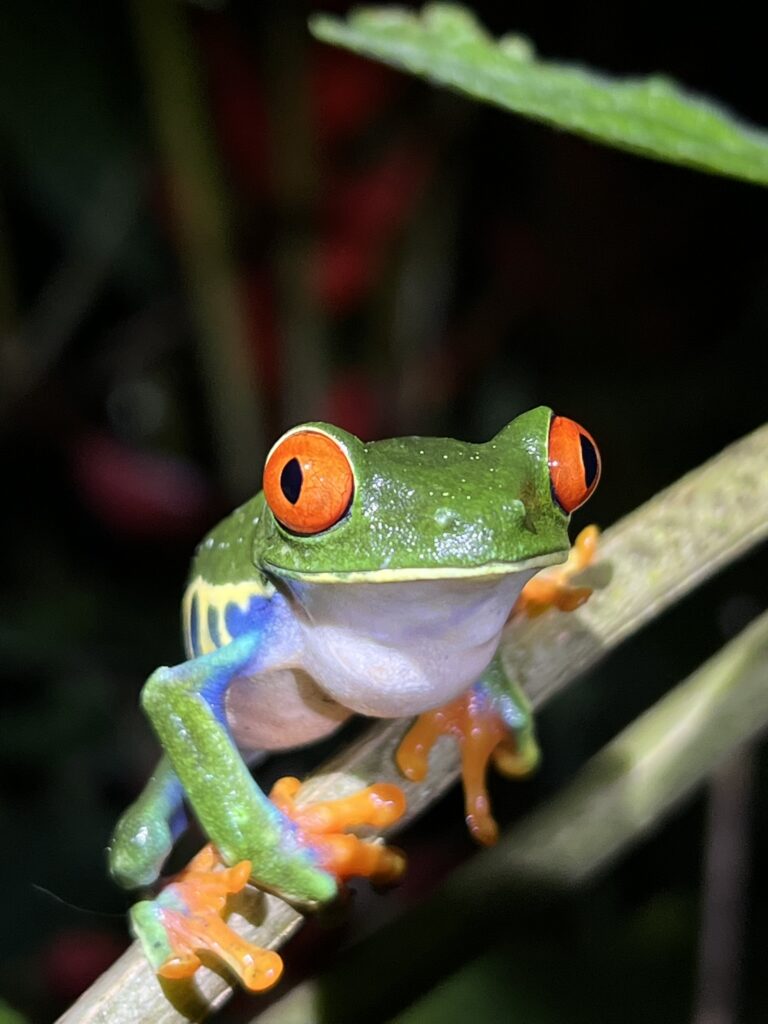 a red eyed tree frog sits on a branch in costa rica
