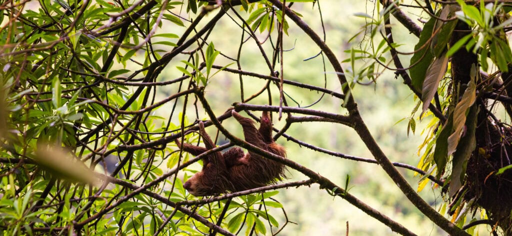 a sloth with a baby clings onto branches