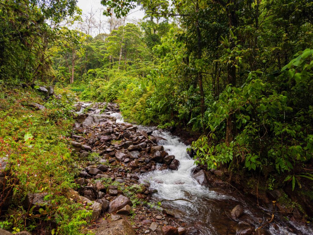 a river runs through the forest at bosque de paz in costa rica