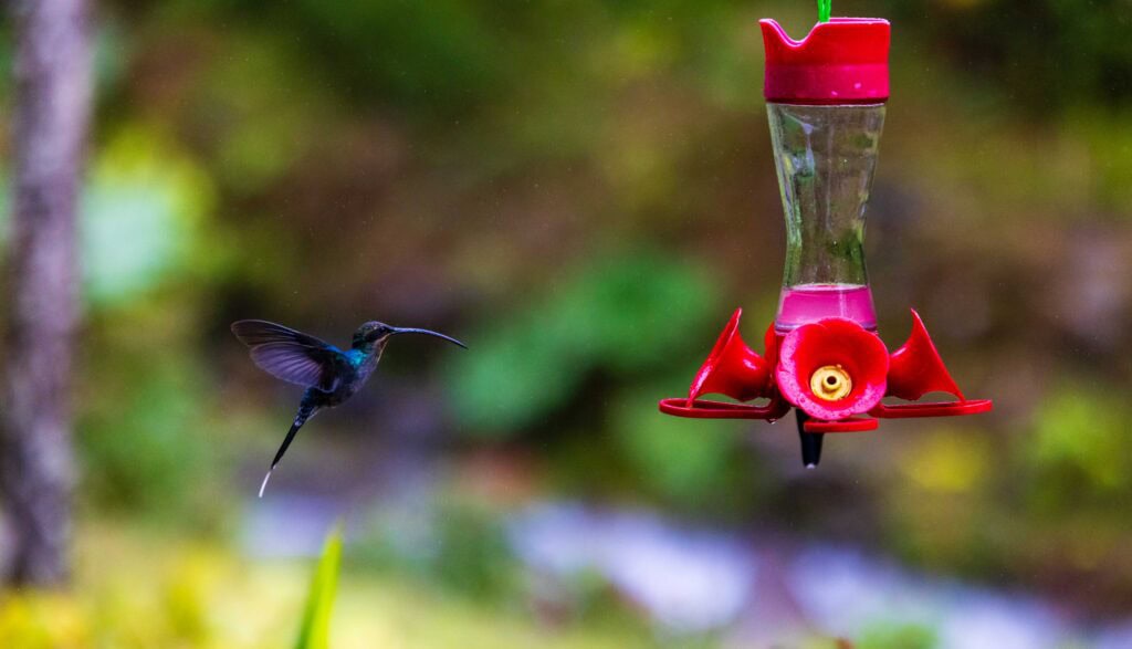 a hummingbird flies near a feeder
