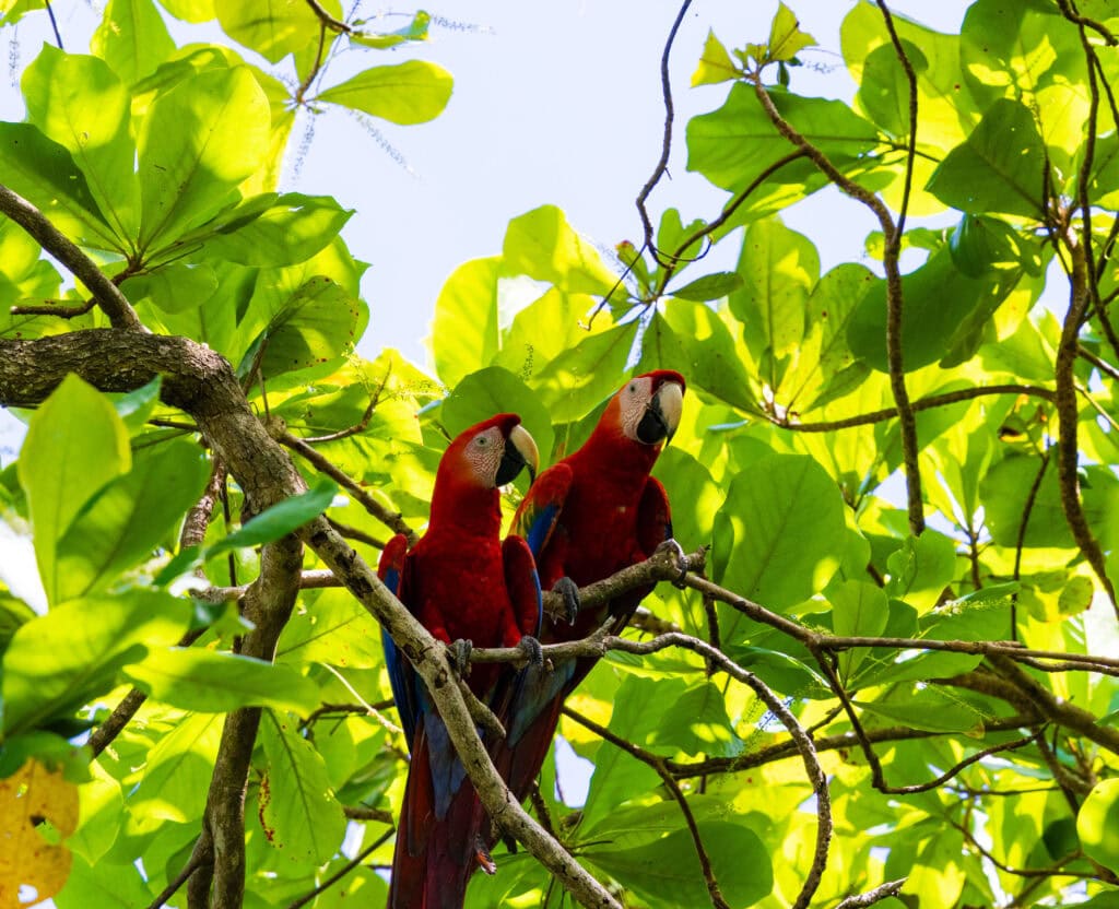 two macaws sit on a branch in ballena marino national park
