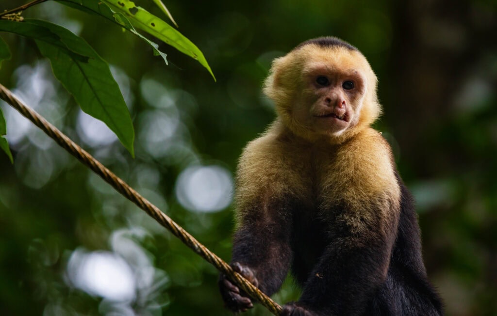a monkey walks on a wire in manuel antonio national park