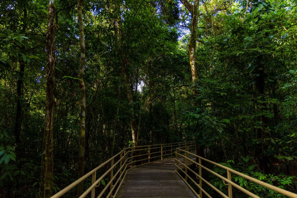 a walkway through the trees in manuel antonio national park