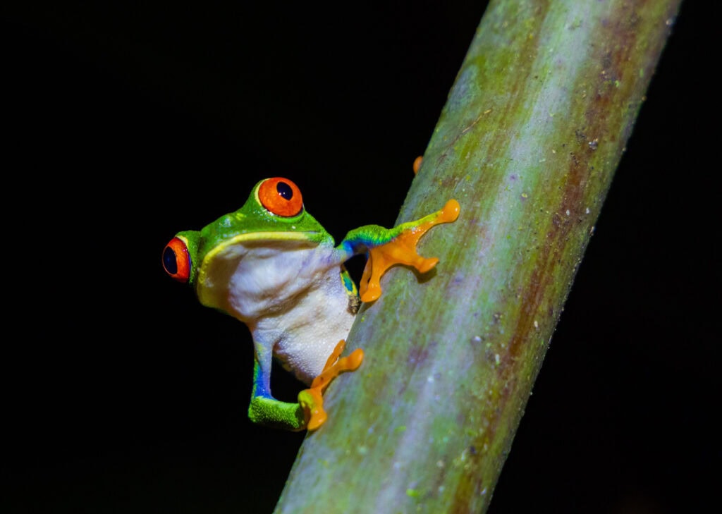 a red eyed frog holds onto a branch during a night hike in costa rica