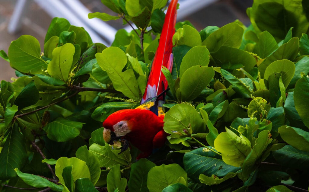 a macaw sitting in a tree at parador nature resort