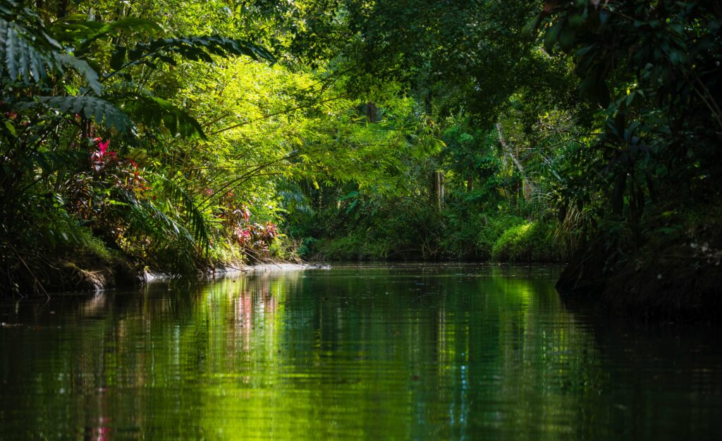 lush green landscapes near the creek in costa rica