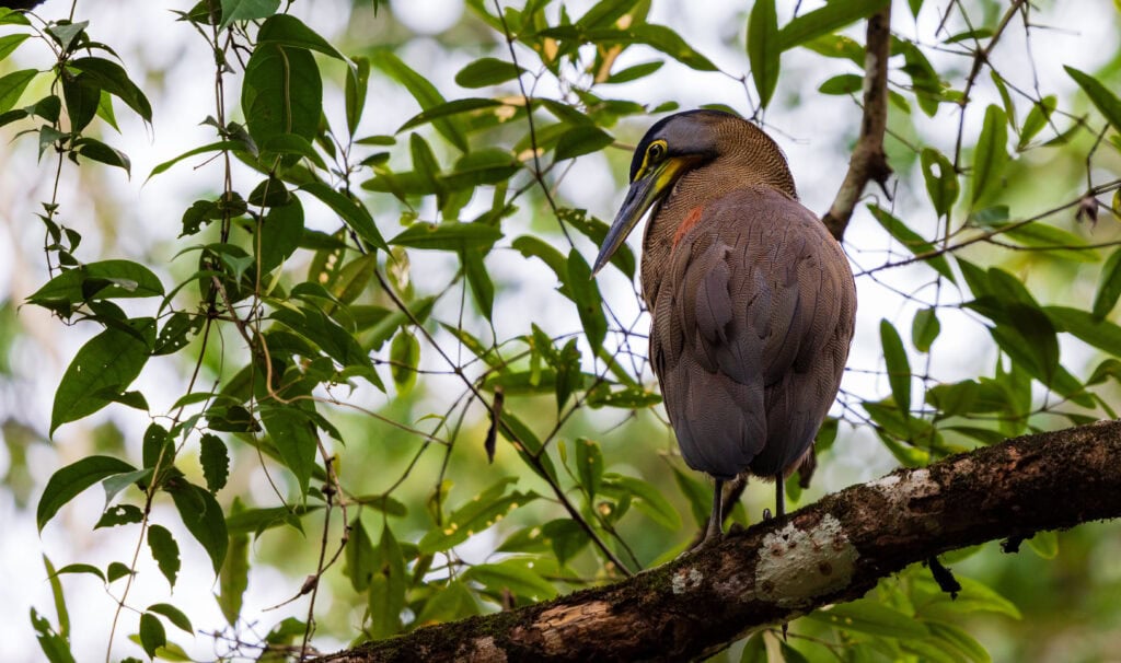 a bird sits on a brand on our kayaking tour
