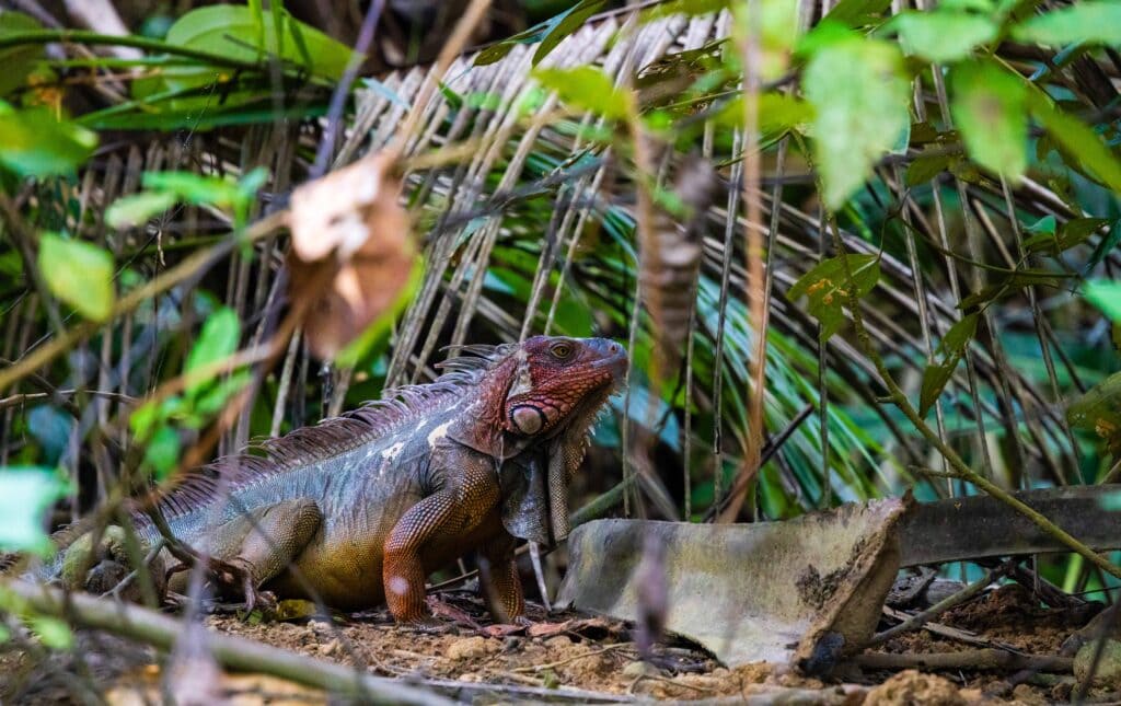 an iguana in the forest