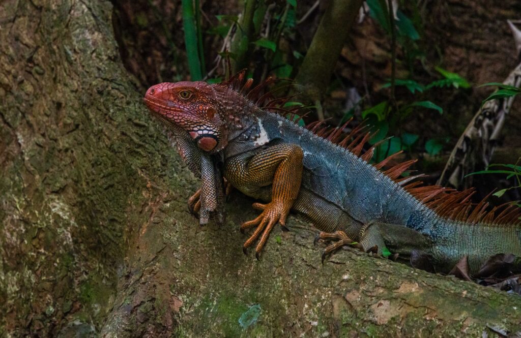 an iguana lays on the ground in costa rica