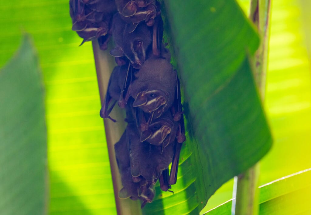 bats sleeping under a big green leaf