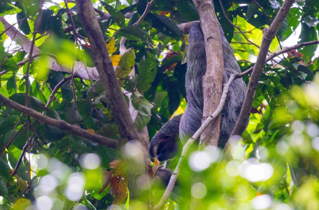 a sloth hangs in a tree in costa rica