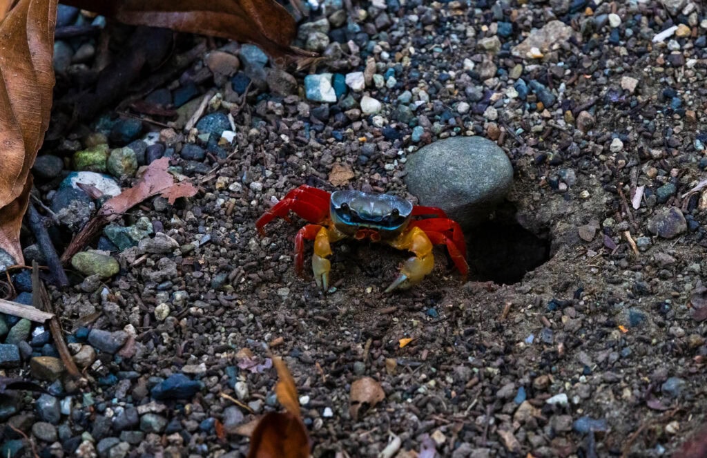 a small crab seen in manuel antonio national park