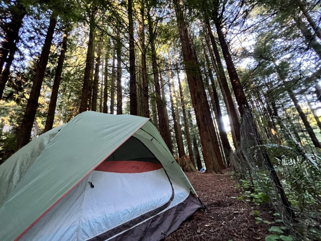 a tent set up under huge trees in NorCal