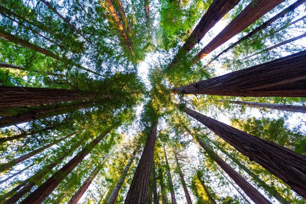 the tree canopy along the avenue of the giants in humbold state park