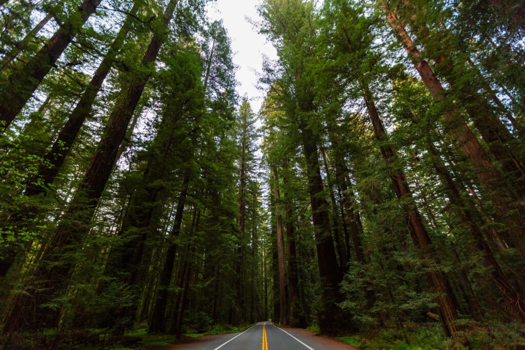 the avenue of the giants road slicing through redwood forests in california