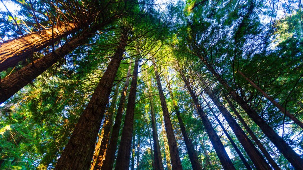 towering redwoods in humboldt redwood state park in california.