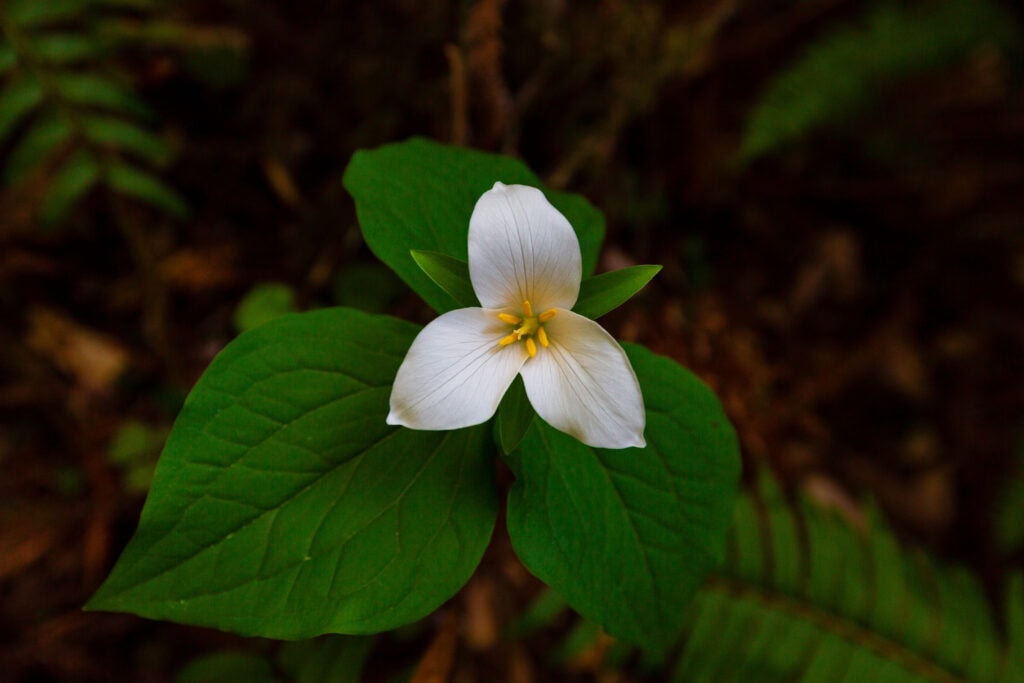 a white flower on a green fern in northern california