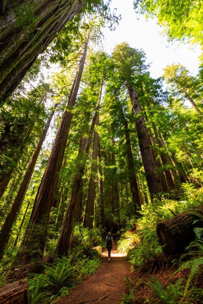 towering redwood trees wtih a trail in the middle on the trillium falls trail