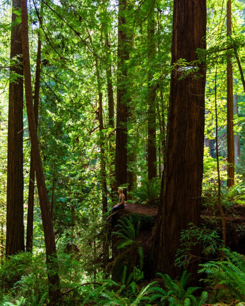 a woman sits on an edge during a road trip to redwood national park