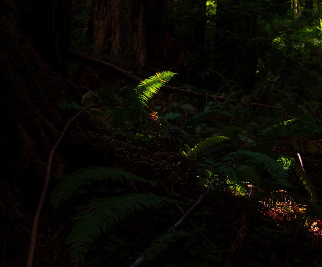 a single fern is illuminated by light