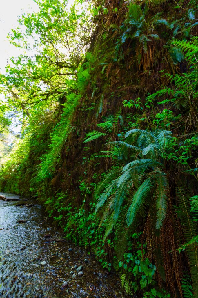 green ferns hang on the side of the canyon wall in redwood national and state park