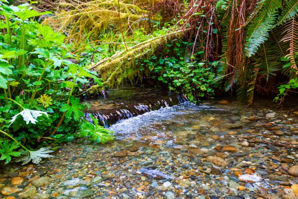 a small waterfall with green ferns around it and colorful rocks on the ground