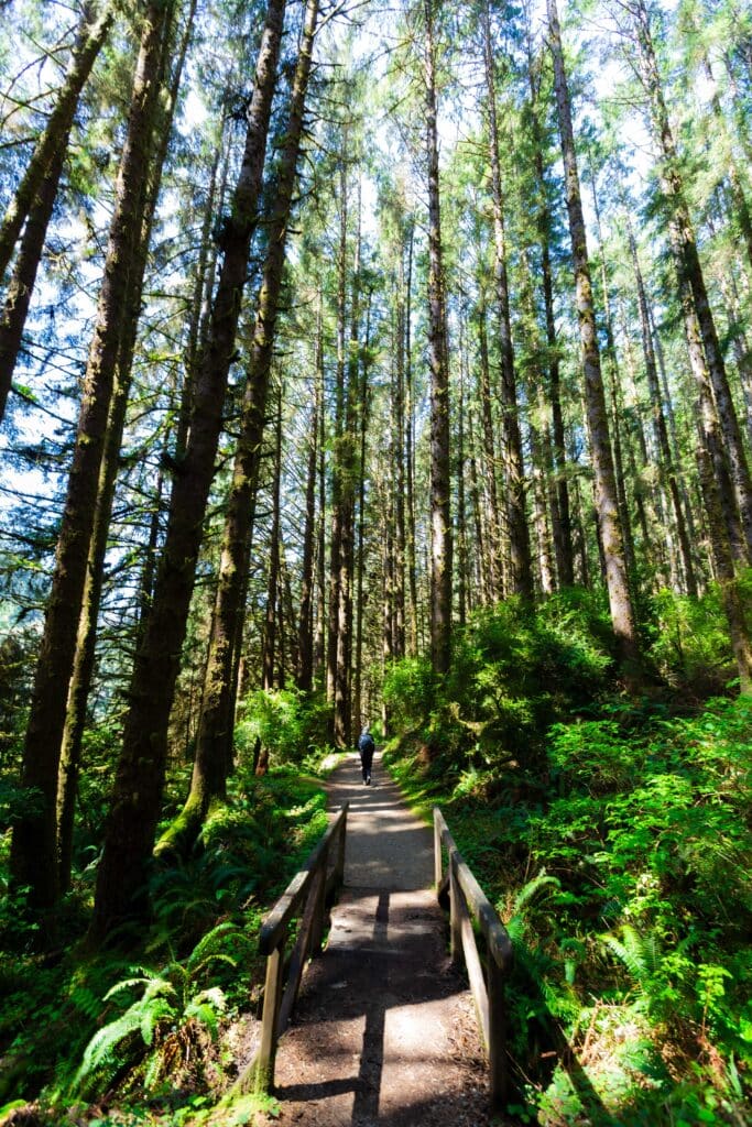 a hiker walks on the trail surrounded tall trees with a wooden bridge in the foreground