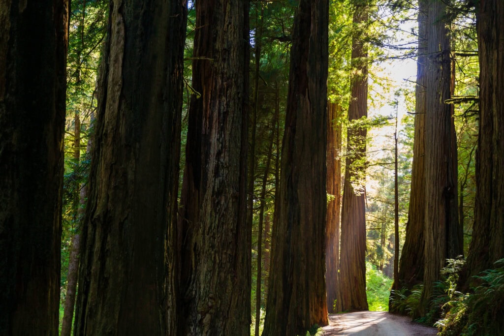 howland hill road through the redwood forest