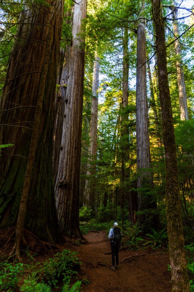 a woman hiker on the boy scout tree trail near jedidiah smith state park