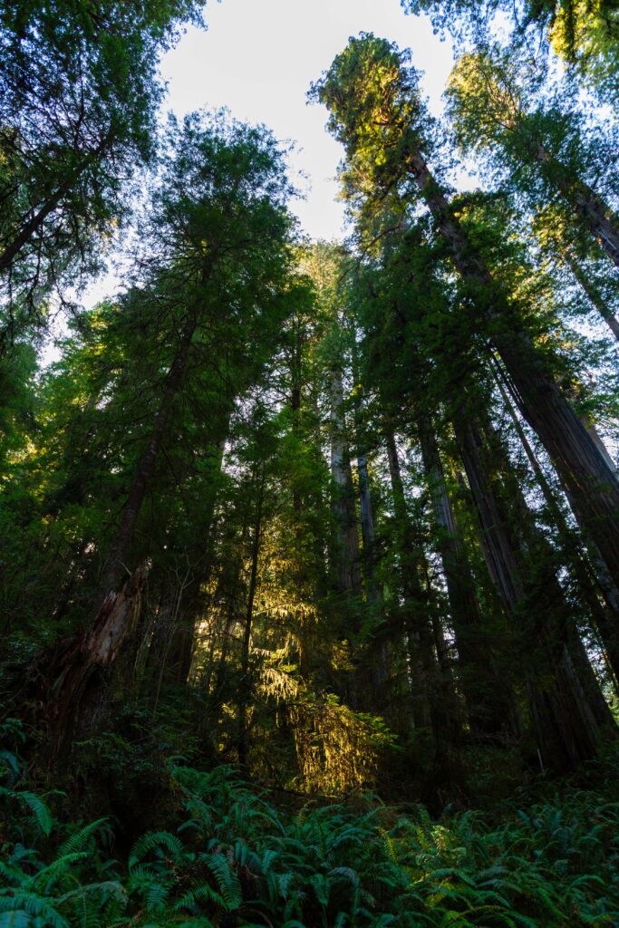 a glow in the trees as the sun begins to set in the forest