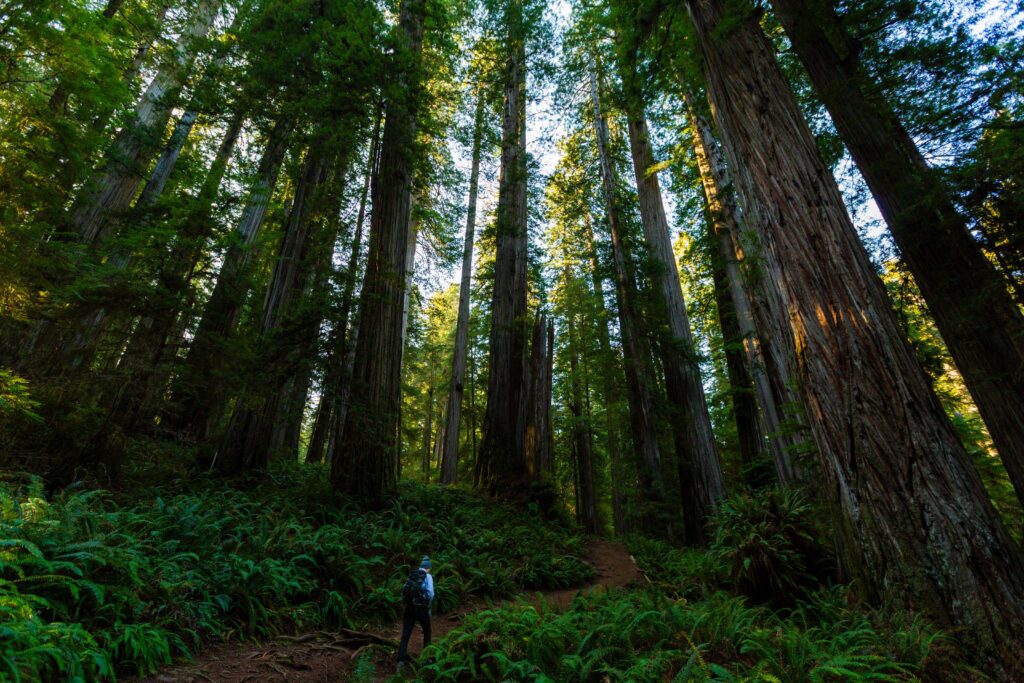 a woman hikes on the trail a must for your redwood national park itinerary