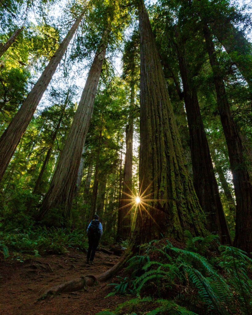 a sun flare coming through the forest