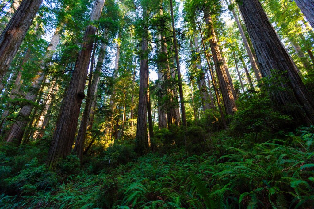 lush green ferns occupy the foreground with giant trees above