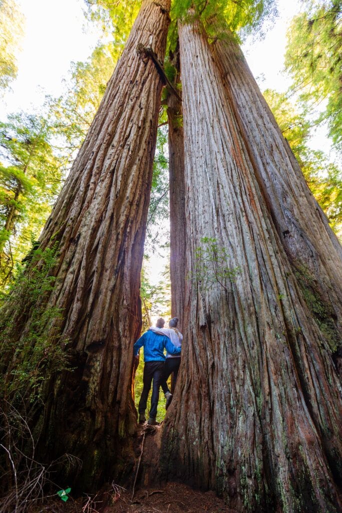 two hikers pose for a photo surrounded by massive trees