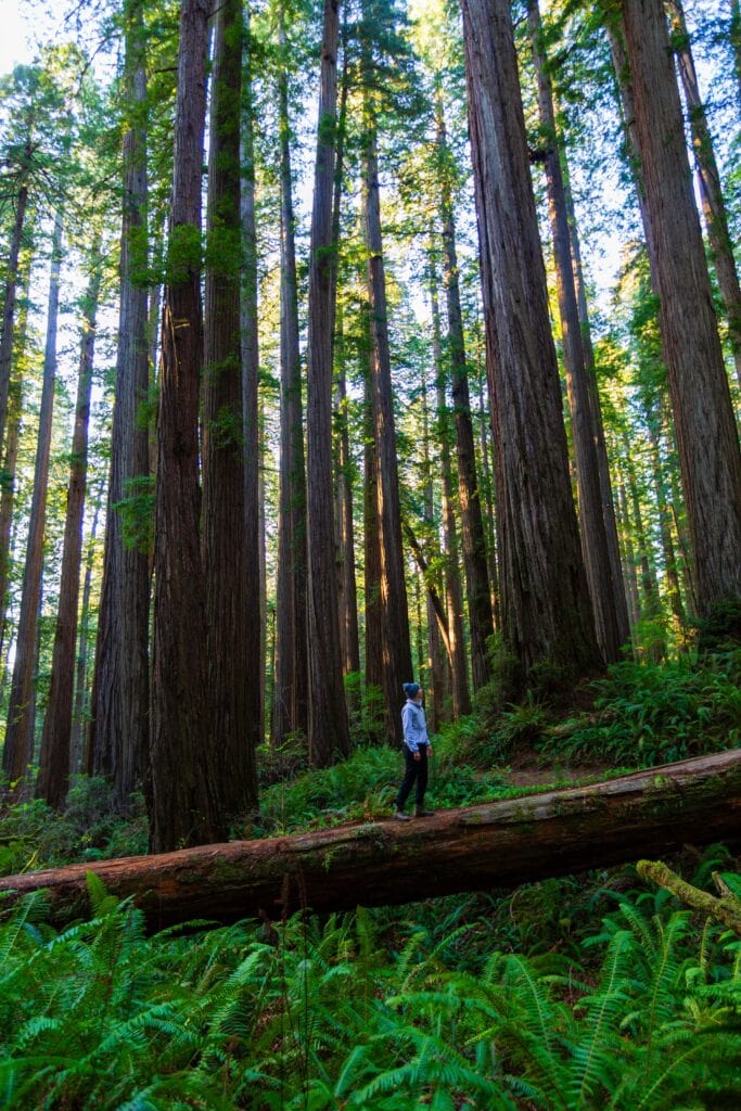 a female wearing white stands on a tree in the redwood forest