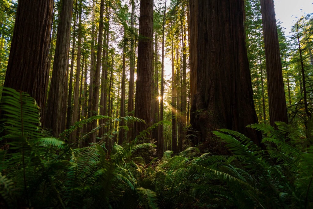 light shines through the forest