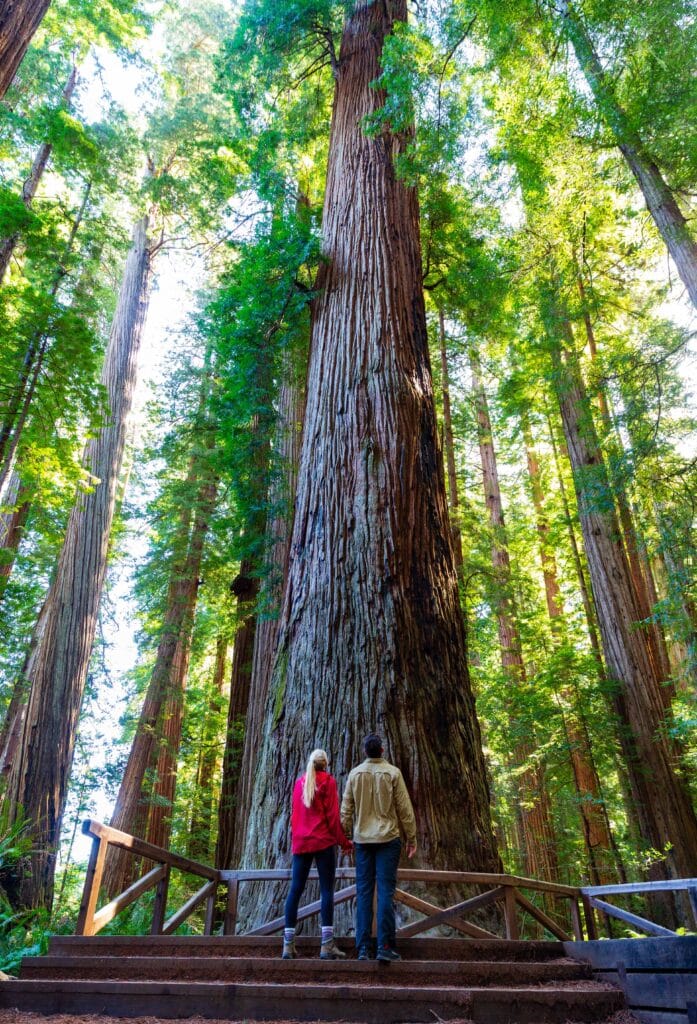 two hikers look up at a tree in the stout grove