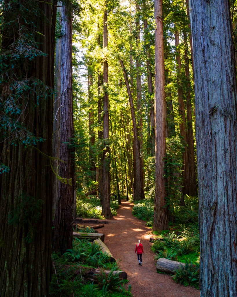 a female hiker on the stout grove trail in california