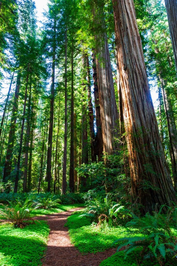 a brown trail slices through the green ferns alongside trees