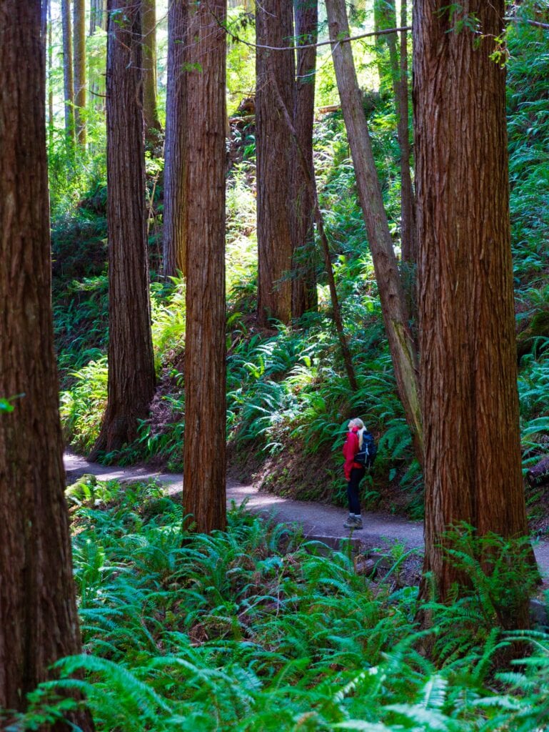 a woman in a red jacket stands in the forest looking up at the tall trees