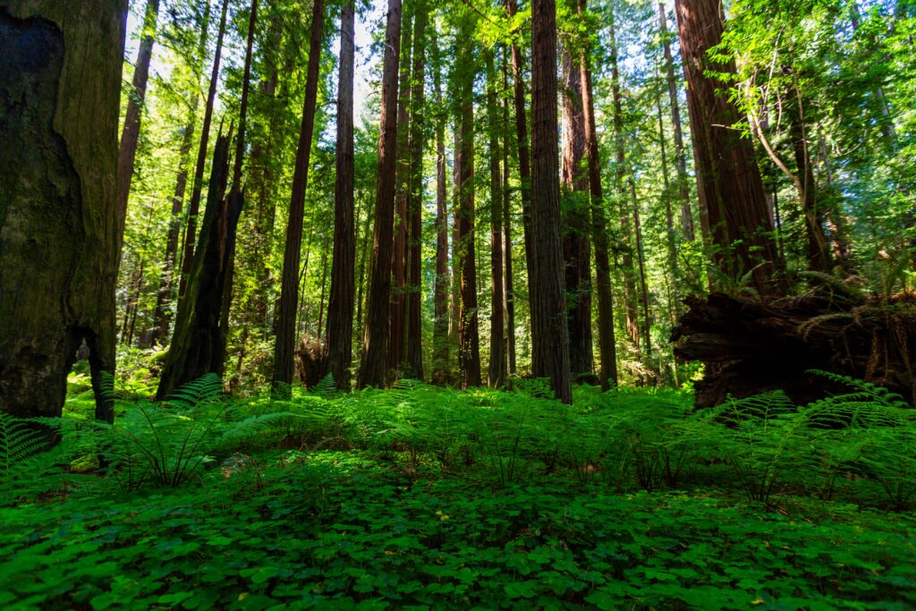 lush green landscape covered in ferns