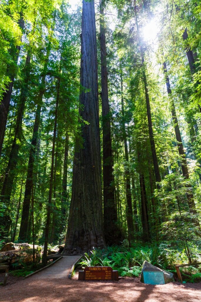 the founders tree in Humboldt redwood state park