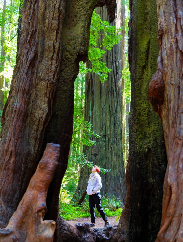 a woman looks up at a tree with a huge fire caused hole