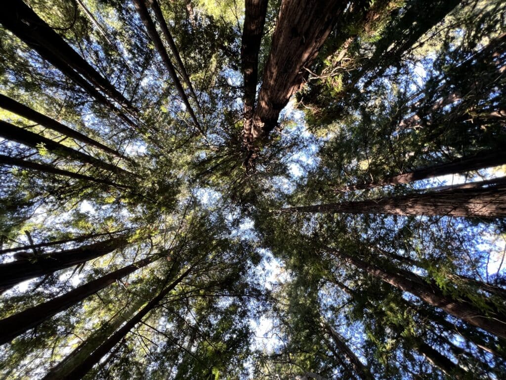 Looking straight up through a cathedral canopy of towering coastal redwood trees