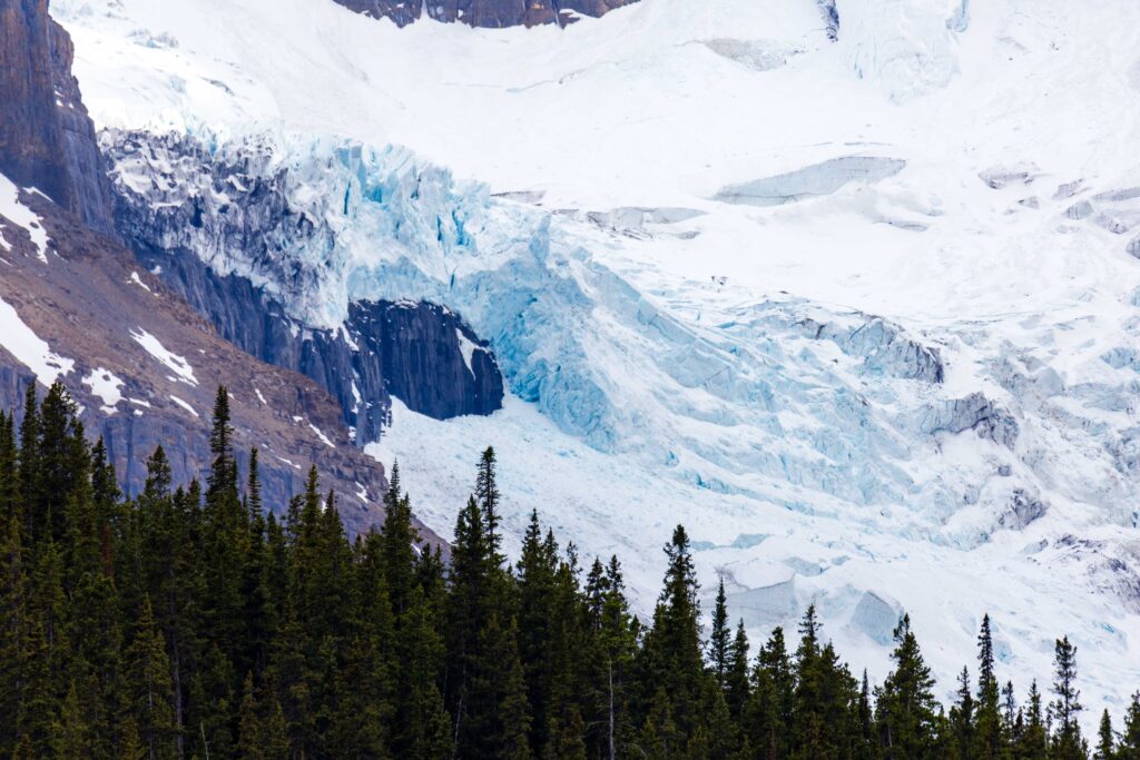 a huge glacier with green trees in the foregound