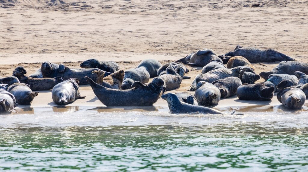seals on the beach in ireland, just out of the water