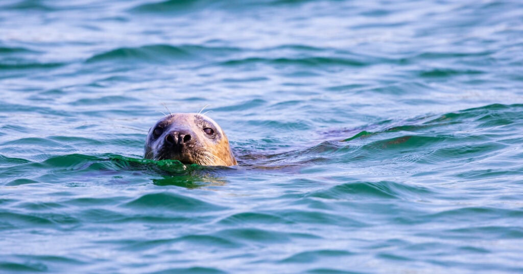 a seal looks at the camera while swimming, its head just out of the water