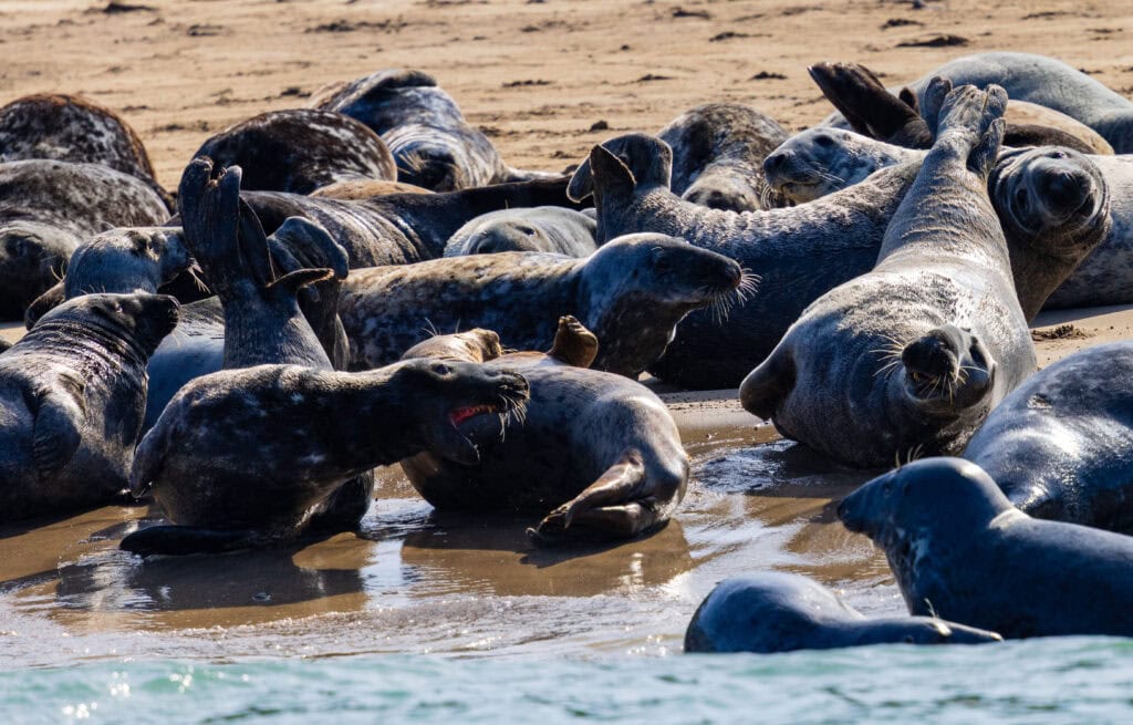 seals on the beach in ireland laying around during the sea safari from dingle