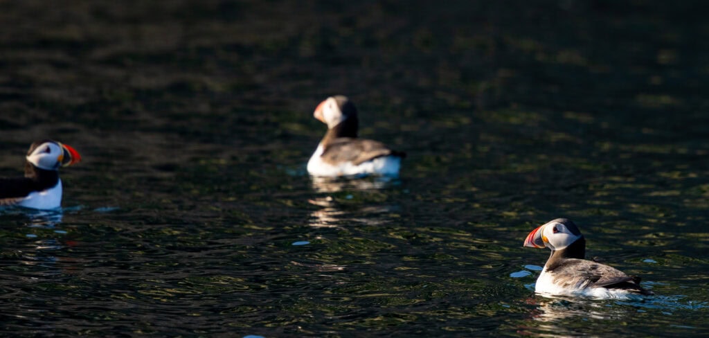 a puffin in the water seen from the dingle sea safari tour