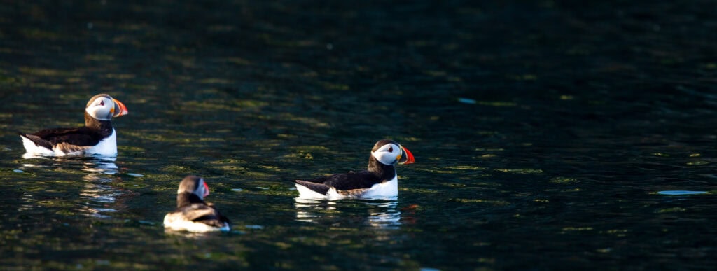 a puffin in the water seen from the dingle sea safari tour